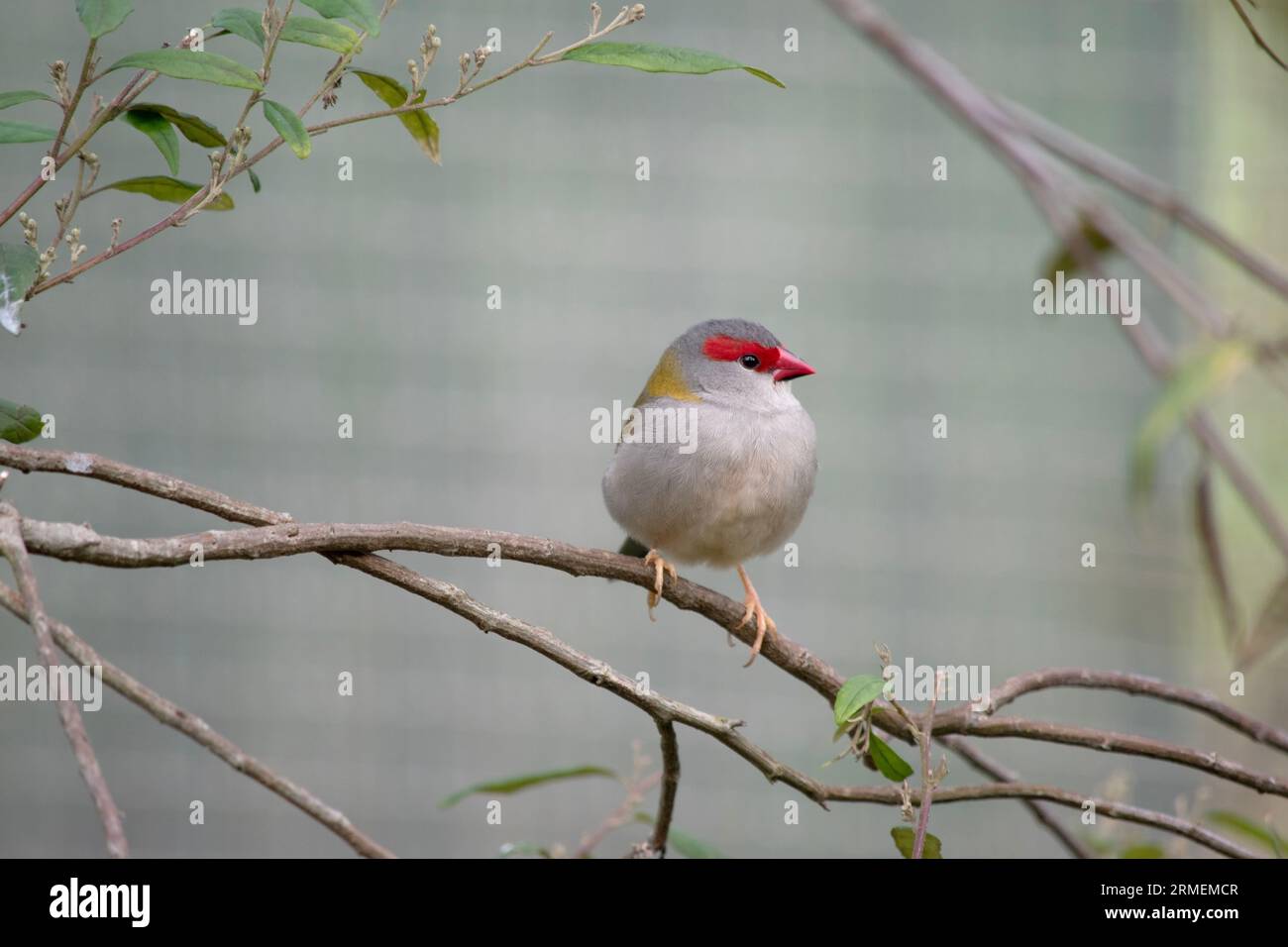 Le Finch roulé rouge est plus facilement reconnaissable par son sourcil, sa croupe et son bec rouge vif, sur un oiseau par ailleurs vert et gris. Banque D'Images