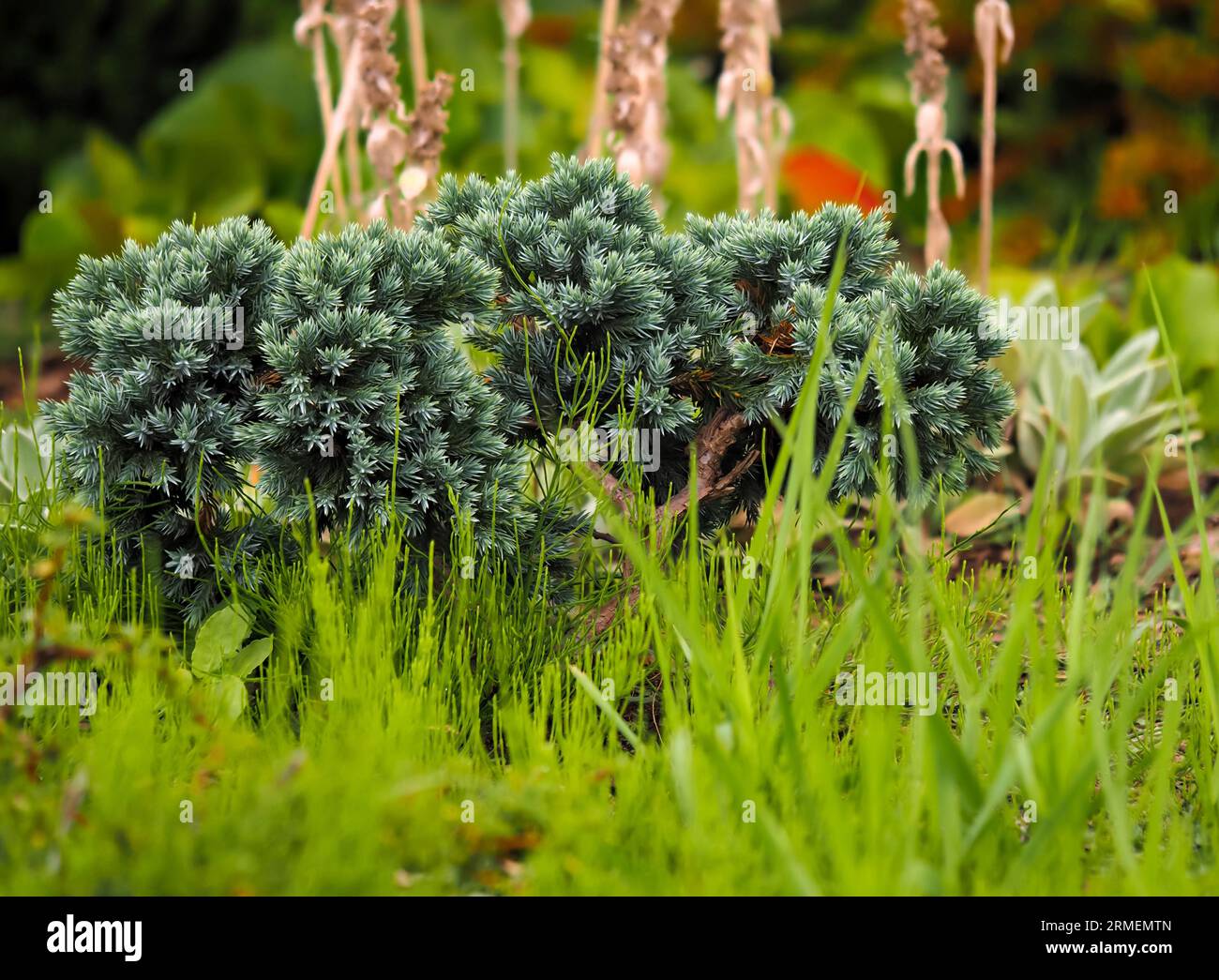 Juniperus squamata, conifère, plante à feuilles persistantes, arbuste ornemental dans l'habitat naturel en gros plan, contre d'autres plantes Banque D'Images