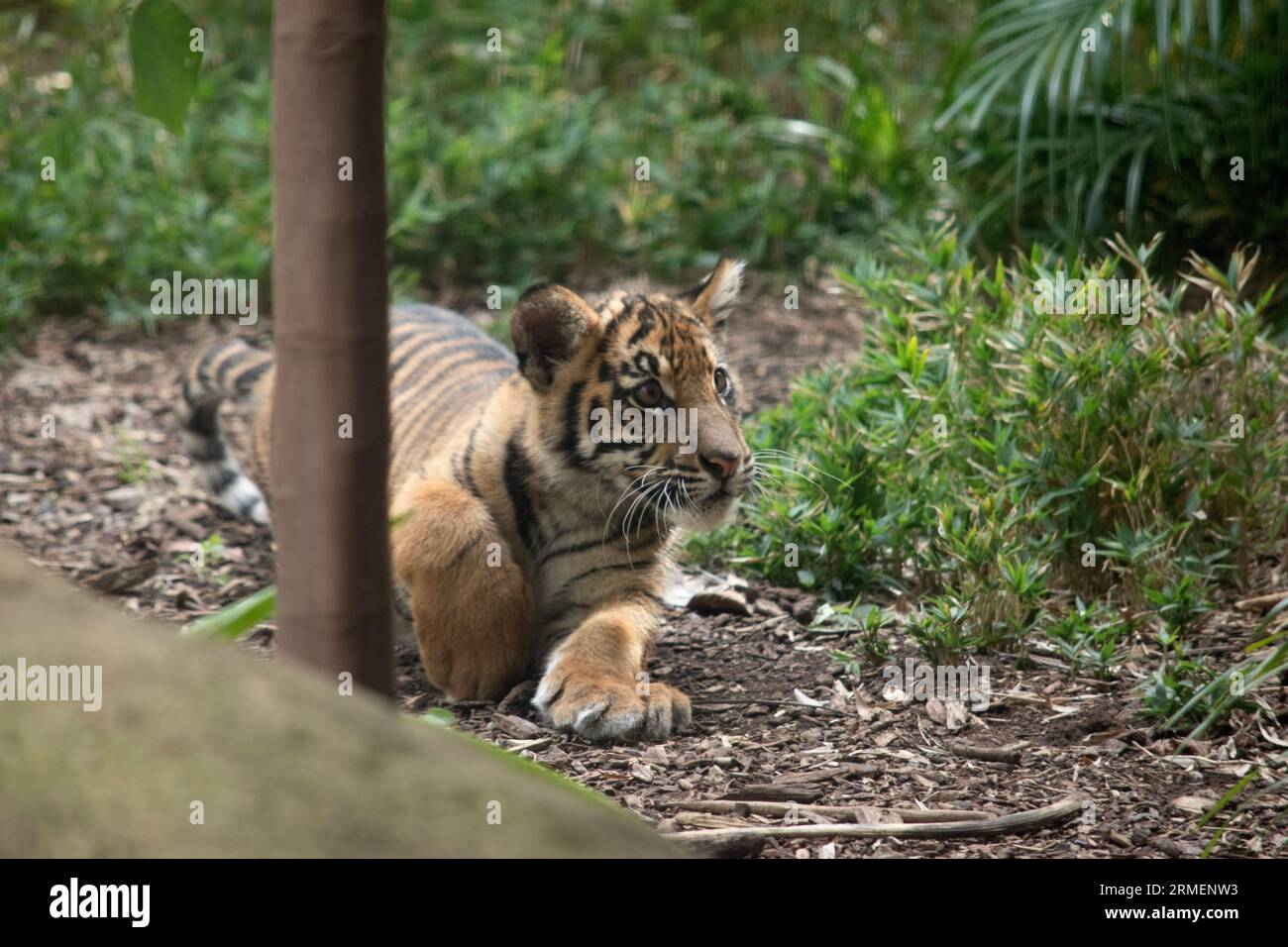 À l'âge de quatre mois, les petits tigres ont environ la taille d'un chien de taille moyenne et passent leur journée à jouer, à se battre et à lutter avec des frères et sœurs Banque D'Images