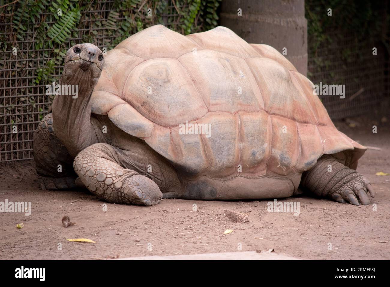 Les tortues Aldabras sont l'une des plus grandes tortues terrestres du monde Banque D'Images
