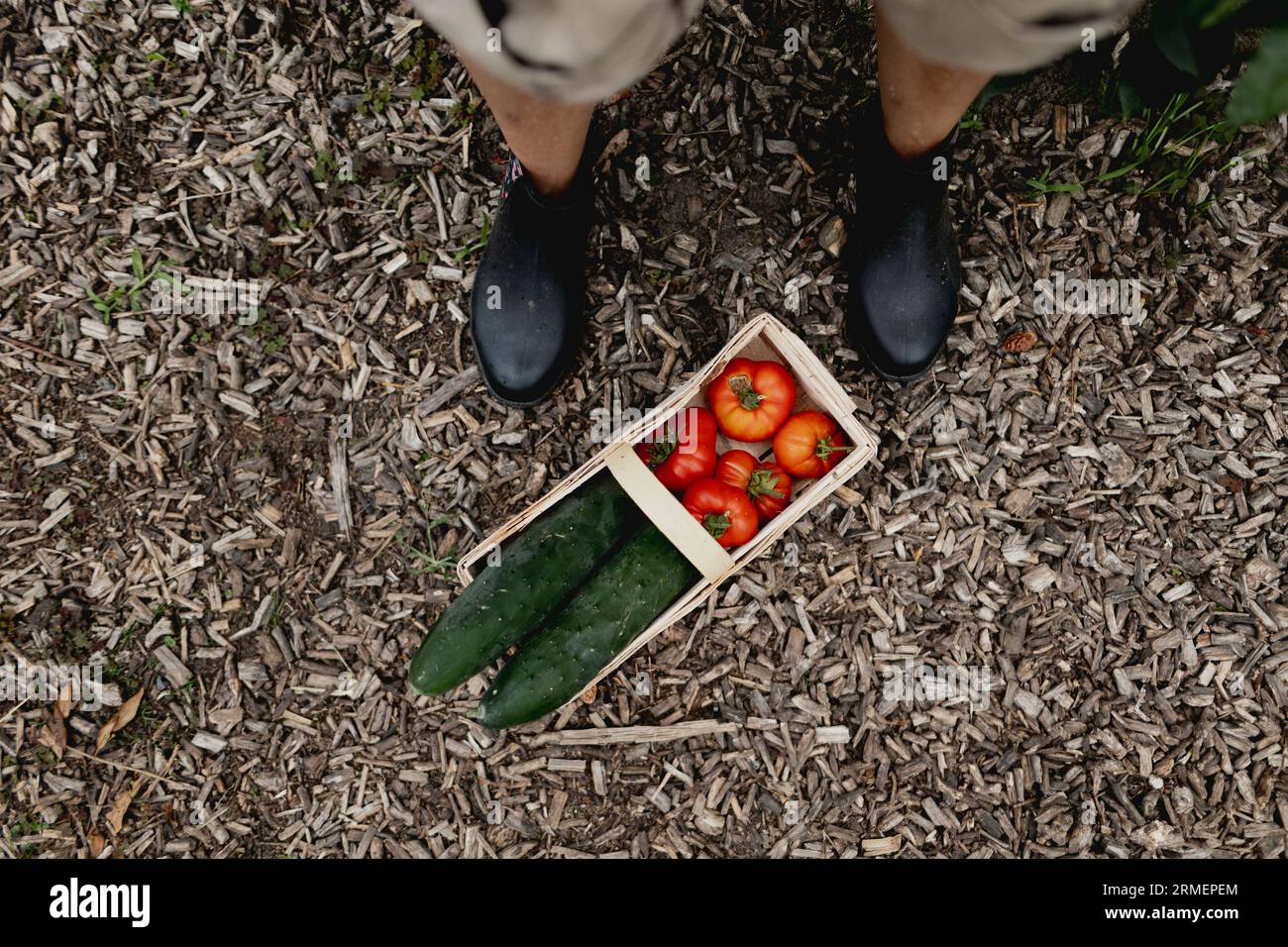 Vierkirchen, Deutschland. 18 août 2023. Image symbolique sur le thème du jardinage : une femme avec un panier rempli de concombres et de tomates de son propre jardin à Vierkirchen, le 18 août 2023. Crédit : dpa/Alamy Live News Banque D'Images