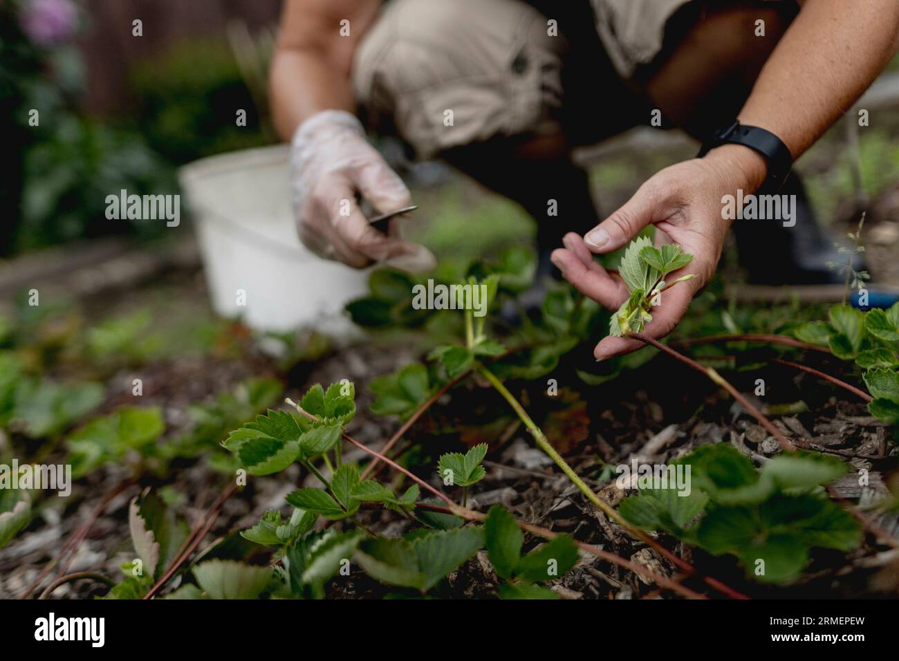 Vierkirchen, Deutschland. 18 août 2023. Image symbolique sur le thème du jardinage : une femme désherbe un lit dans un jardin à Vierkirchen, 18 août 2023. Crédit : dpa/Alamy Live News Banque D'Images