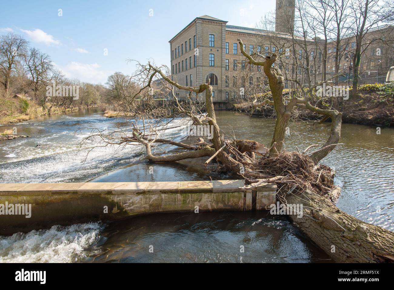 River aire Saltaire Mill Buildings UK arbres tombés Banque D'Images