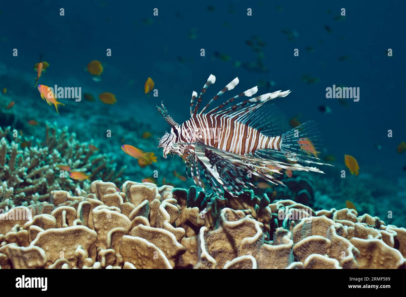 Poisson-lion (Pterois volitans) nageant sur le corail bleu (Heliopora coerulea). Seul l'intérieur de son squelette mort révèle la couleur bleue. Blue cora Banque D'Images