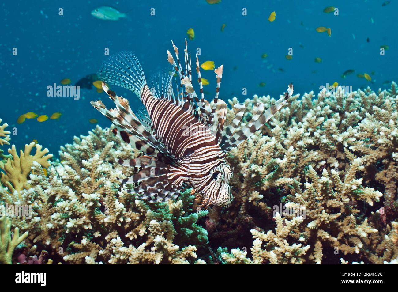 Dinde ou Lionfish (Pterois volitans). Mer d'Andaman, Thaïlande. Banque D'Images