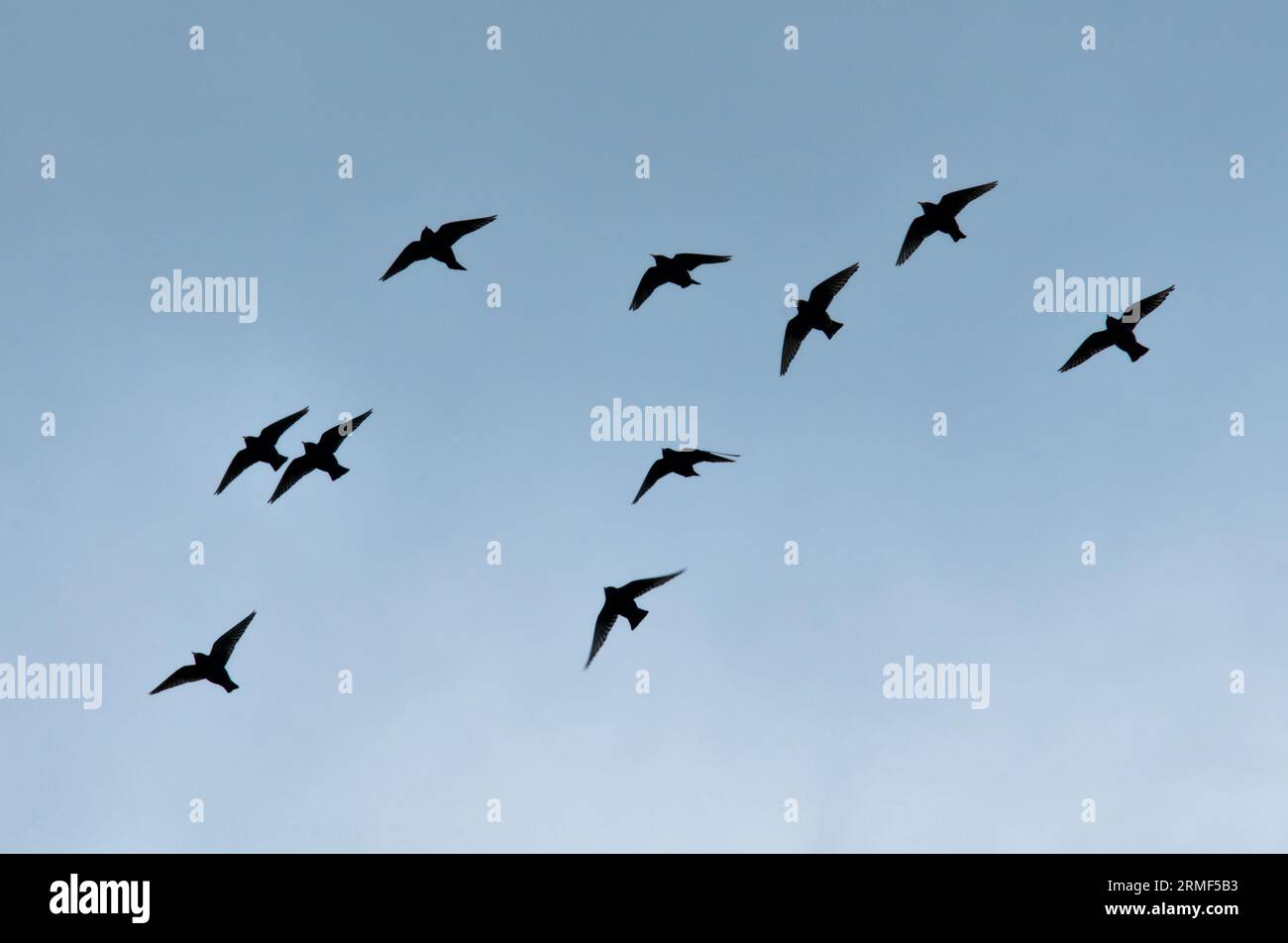 Troupeau d'oiseaux volant dans le ciel. Silhouettes d'oiseaux visibles. Migration au printemps. république tchèque nature. Banque D'Images
