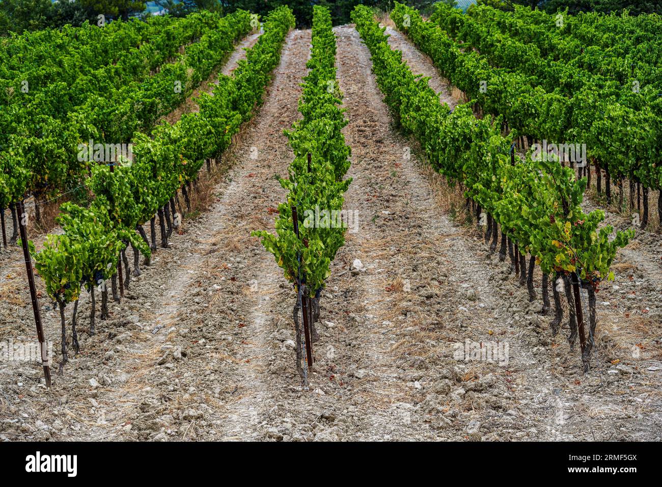Photo regardant vers le bas des rangées de vignes qui poussent à Aix-en-Provence Banque D'Images