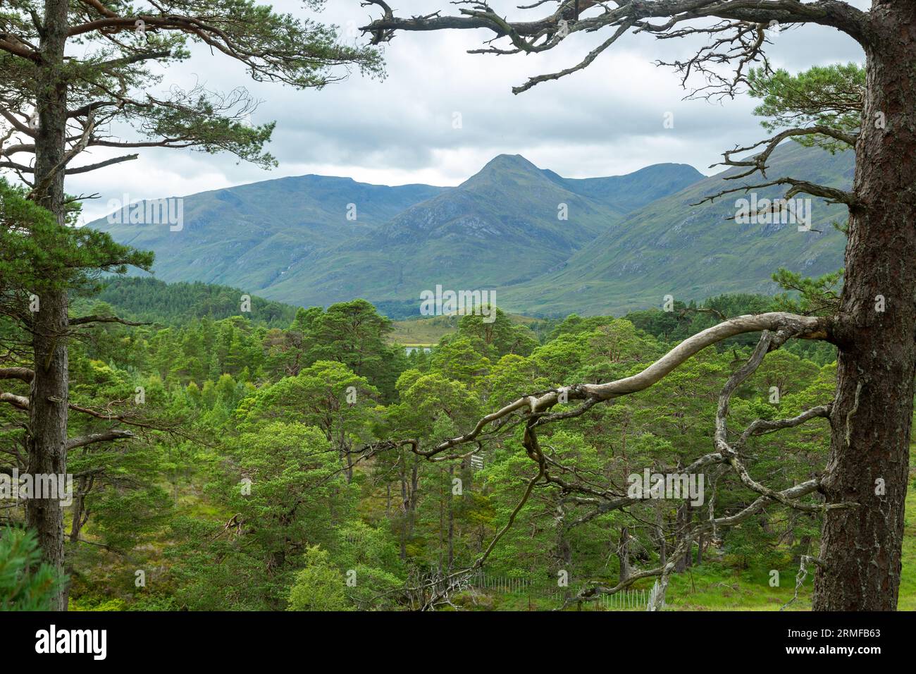 Forêt de Glen affric, Glen Affric, Highalnds, Écosse Banque D'Images