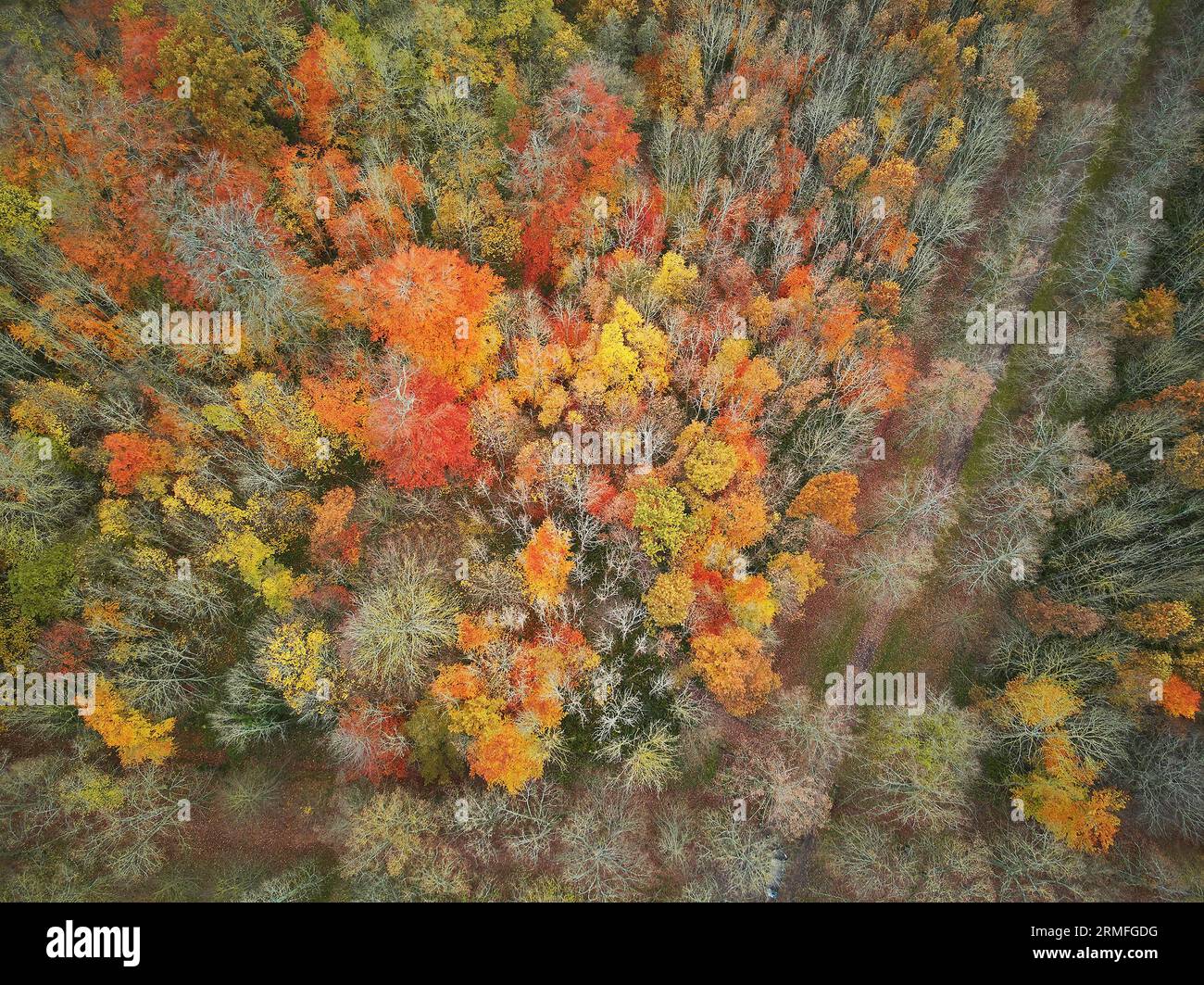 Vue aérienne de haut en bas de la forêt d'automne colorée à Versailles près de Paris, France Banque D'Images