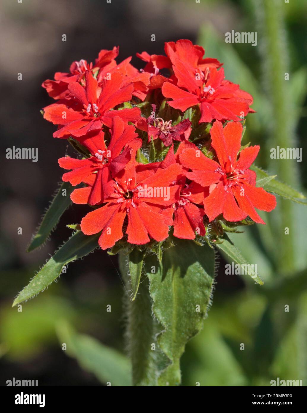 Croix de Malte (lychnis chalcedonica/silene chalcedonica) Banque D'Images