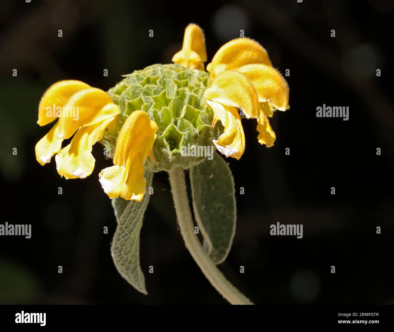 Sauge de Jérusalem (phlomis fruticosa) Banque D'Images