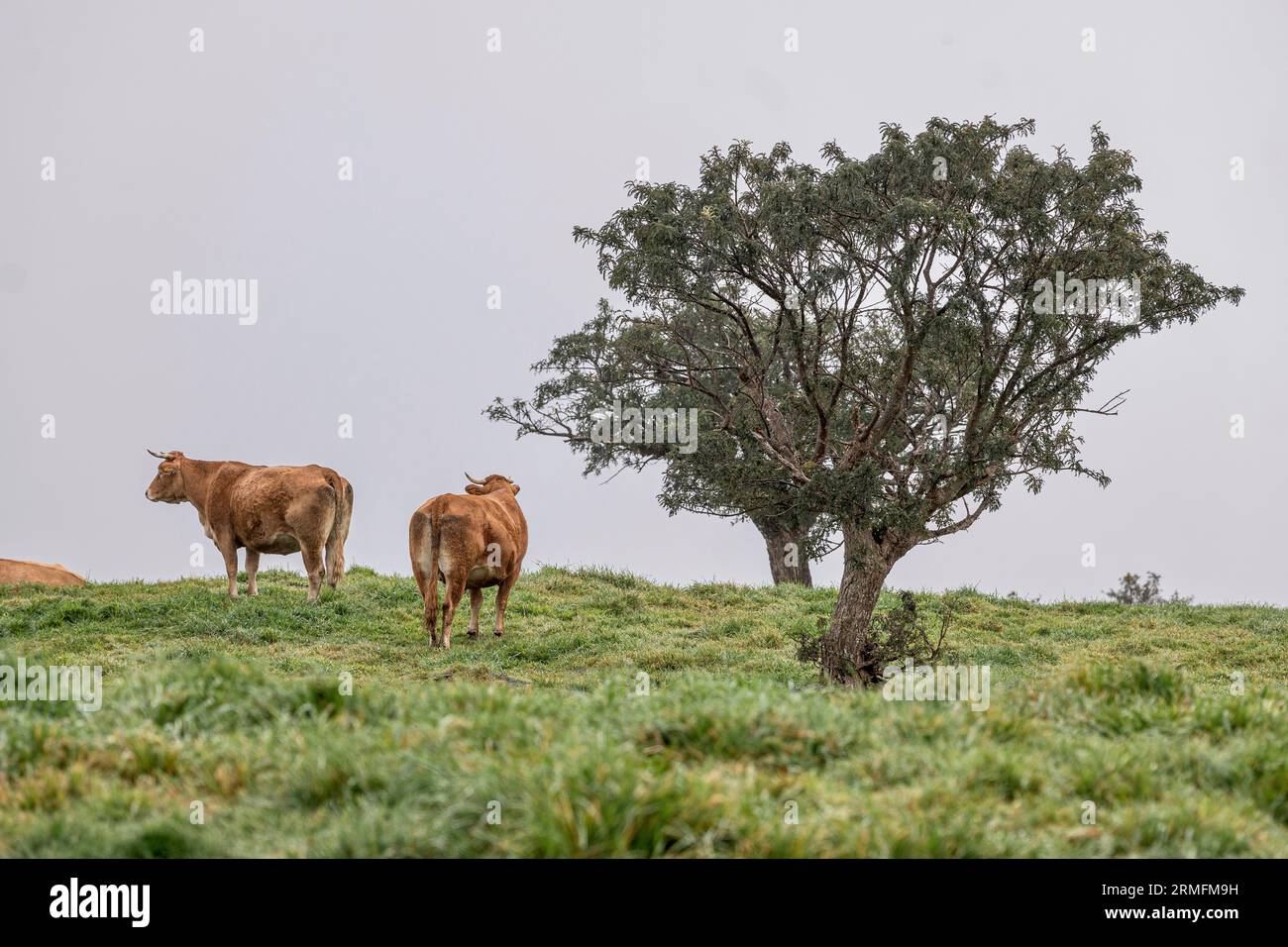 Route du volcan vers Piton de la Fournaise la Réunion Island Banque D'Images