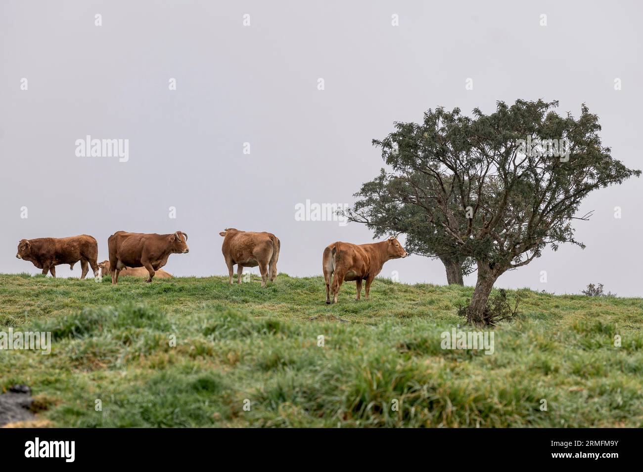 Route du volcan vers Piton de la Fournaise la Réunion Island Banque D'Images
