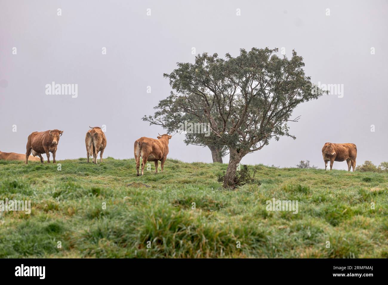 Route du volcan vers Piton de la Fournaise la Réunion Island Banque D'Images