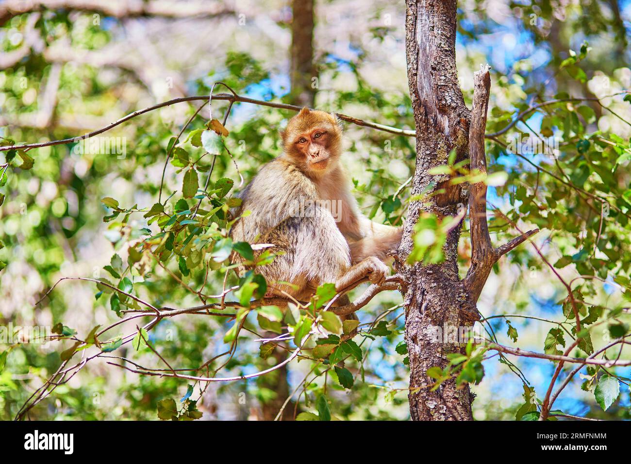 Singes de Barbarie dans la forêt de cèdres près d'Azrou, au nord du Maroc, en Afrique Banque D'Images