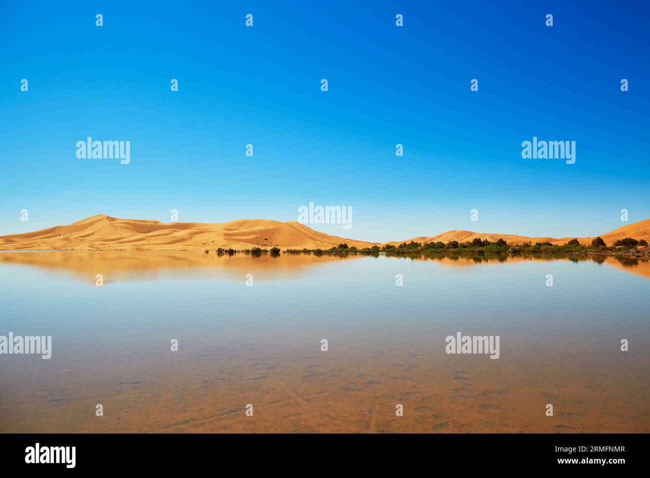 Lac oasis dans le désert du Sahara, Merzouga, Maroc, Afrique Banque D'Images