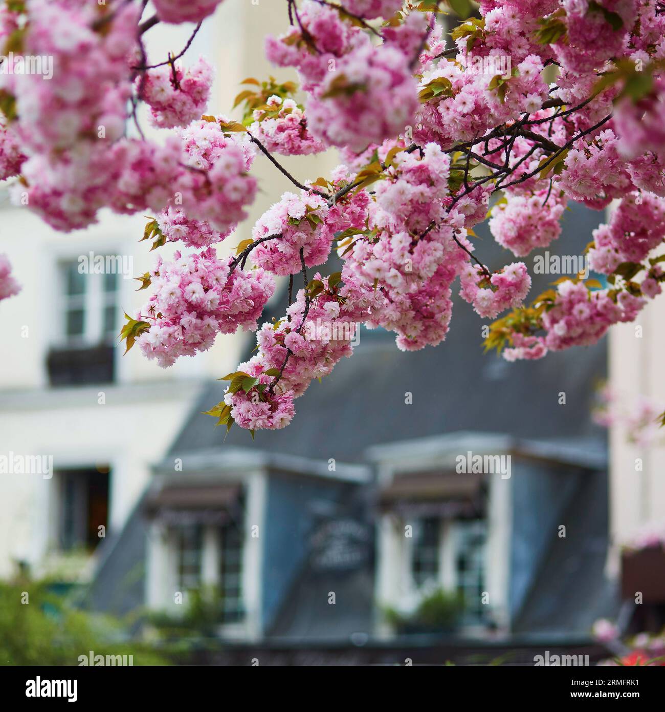 Bâtiment typiquement parisien avec des mansardes et de beaux cerisiers en fleurs en pleine floraison. Concept printemps en France Banque D'Images