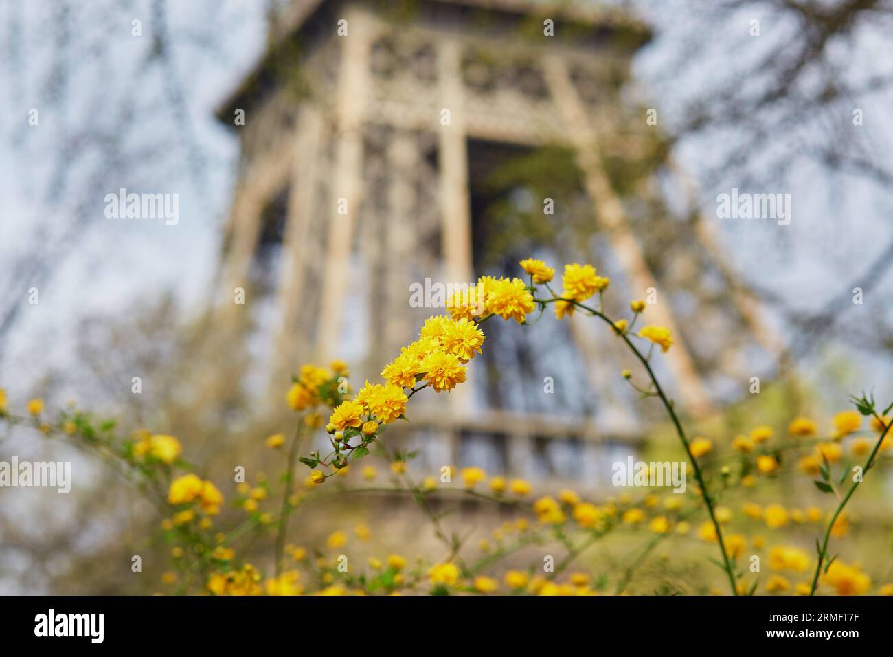 Fleurs jaunes en pleine floraison avec tour Eiffel en arrière-plan. Début du printemps à Paris, France Banque D'Images