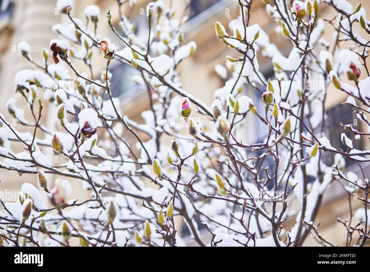 Branches de magnolia couvrant la neige avec des boutons floraux. Conditions météorologiques inhabituelles à Paris, France Banque D'Images