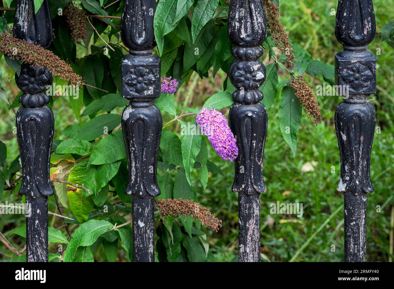 Un buddleja rose poussant à travers une vieille clôture ornementale en fonte métallique en détresse sur une rue de la ville Banque D'Images