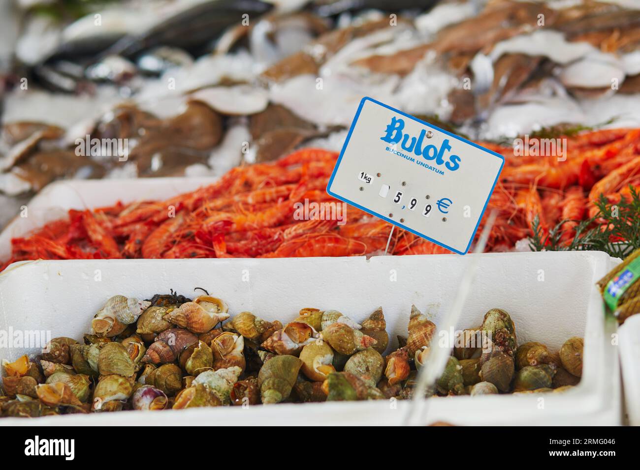 Escargots Buccinidae frais sur le marché fermier à Paris, France. Marché aux poissons européen typique Banque D'Images