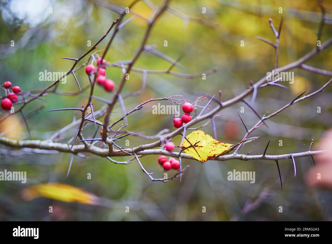 Crabaples mûrs rouges sur la branche d'arbre un jour d'automne Banque D'Images