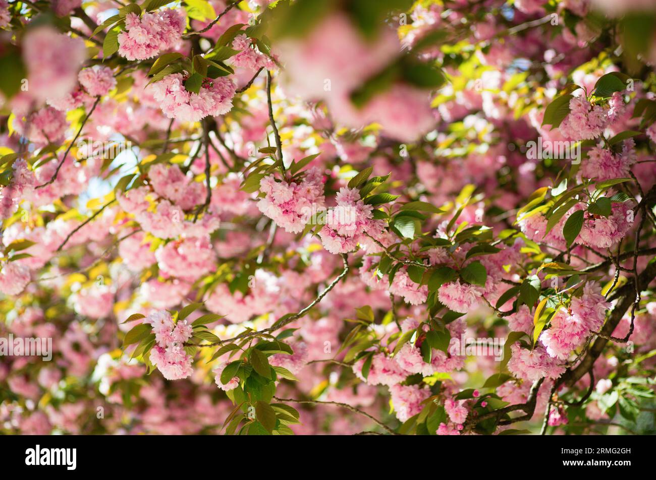 Bel arbre en fleurs au printemps Banque D'Images