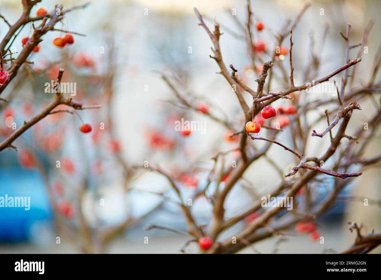 Crabaples mûrs rouges avec des gouttes d'eau sur l'arbre Banque D'Images