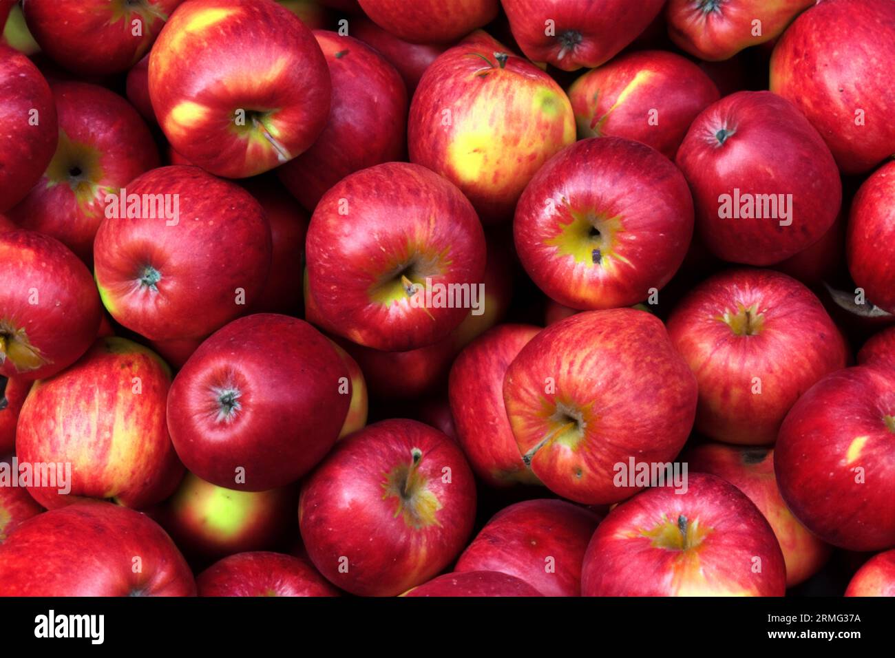 pommes cultivées en agriculture biologique Banque D'Images