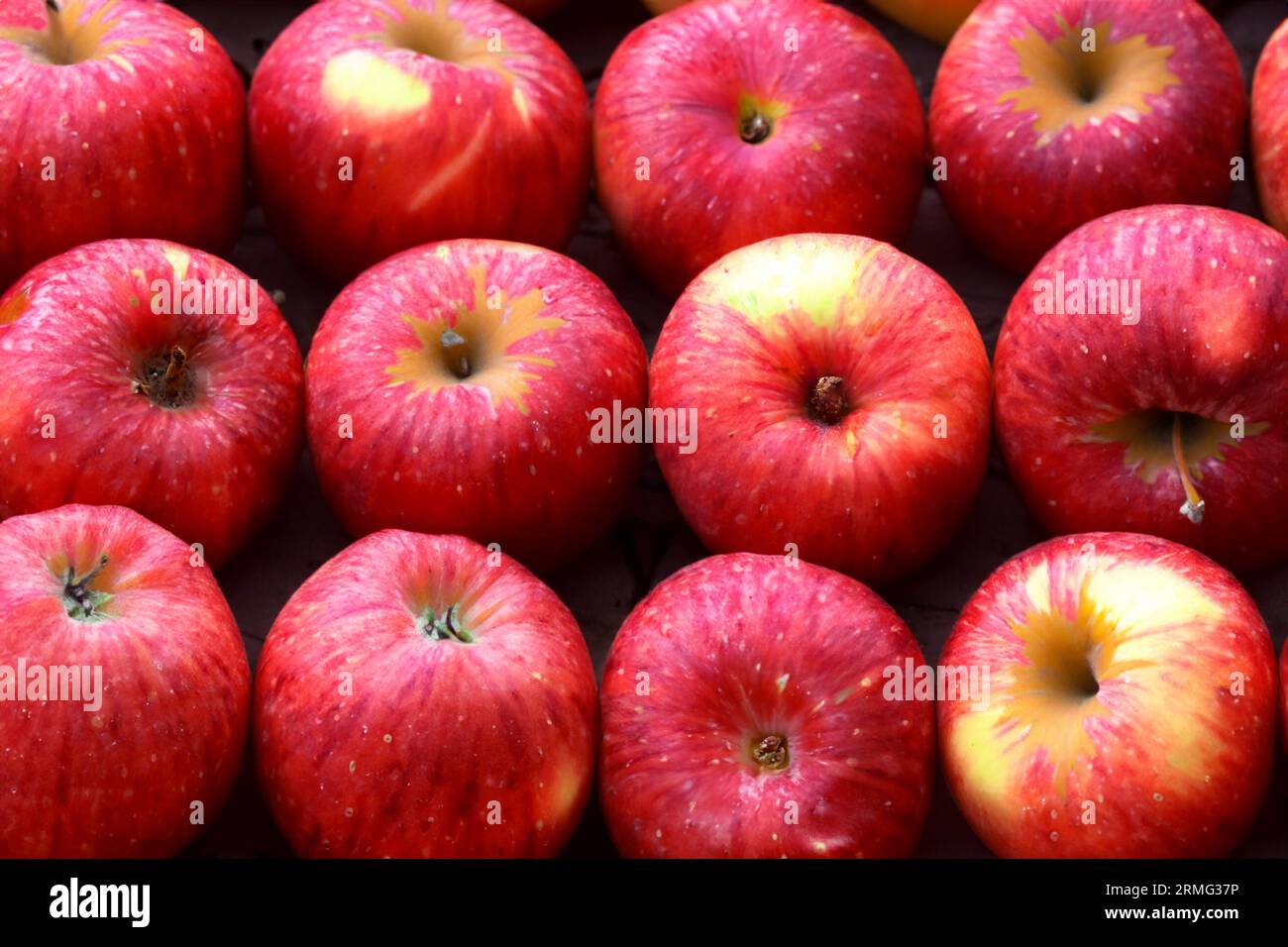 pommes cultivées en agriculture biologique Banque D'Images