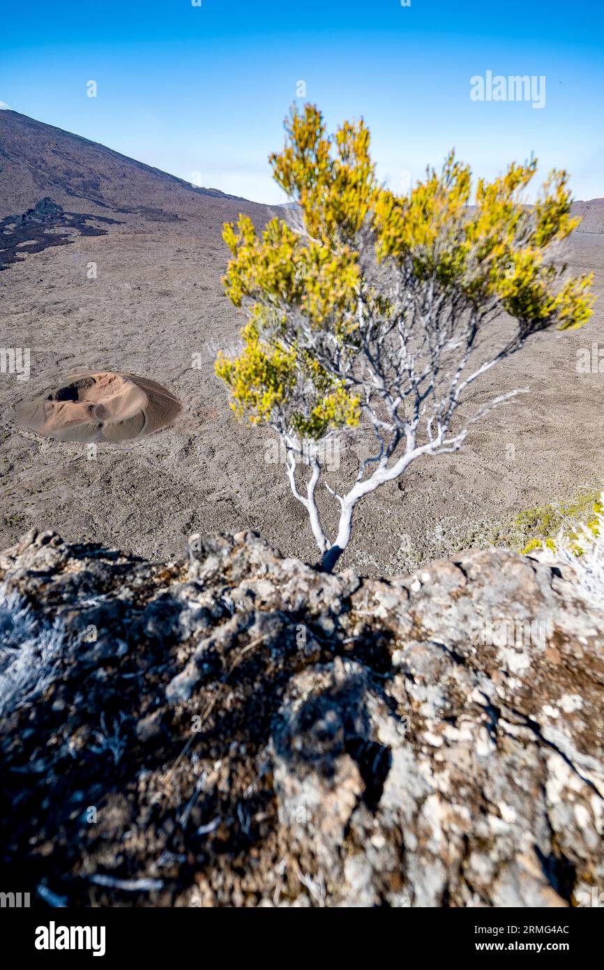 Route du volcan vers Piton de la Fournaise la Réunion Island Banque D'Images