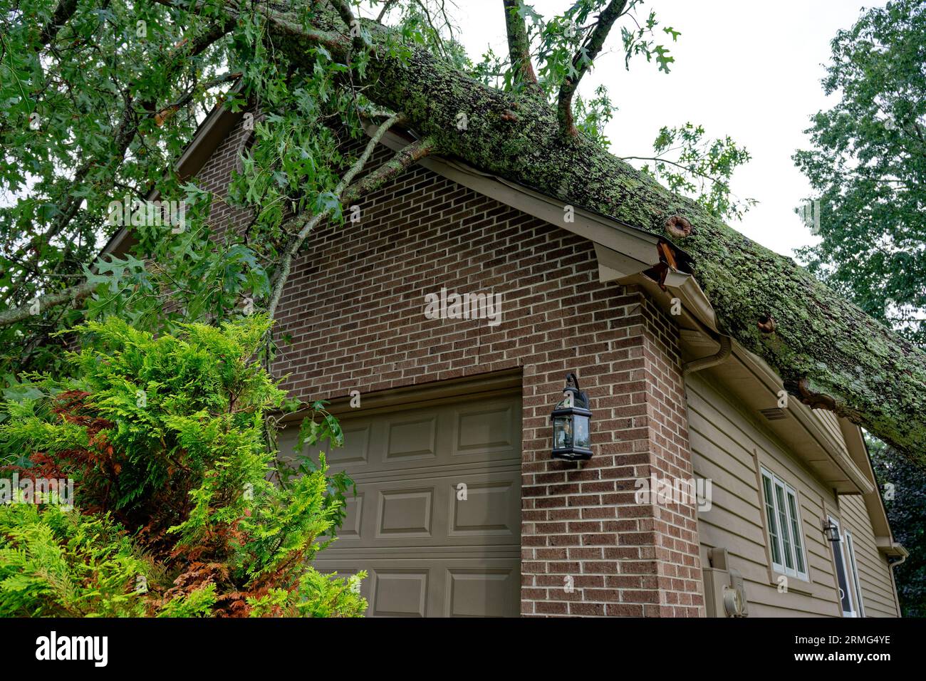 D'une micro-rafale ou des vents abrupts ont déraciné un chêne massif lors d'une mauvaise tempête tombant sur une maison sur la partie garage écrasant le toit et d'autres pa Banque D'Images