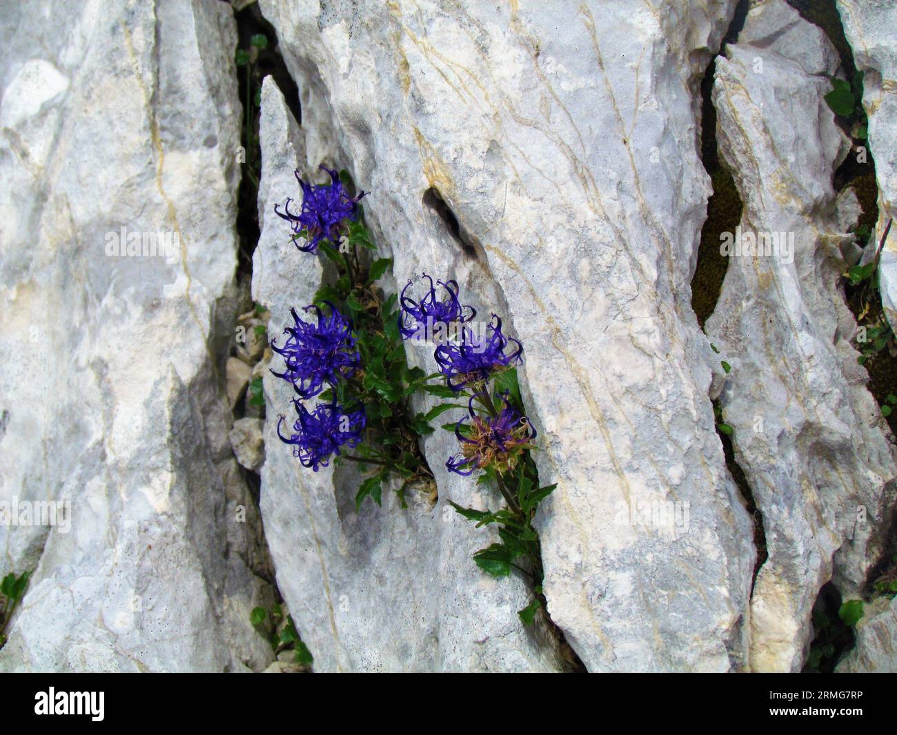 Fleurs sauvages Phyteuma globulariifolium floraison bleue poussant dans une fissure rocheuse Banque D'Images