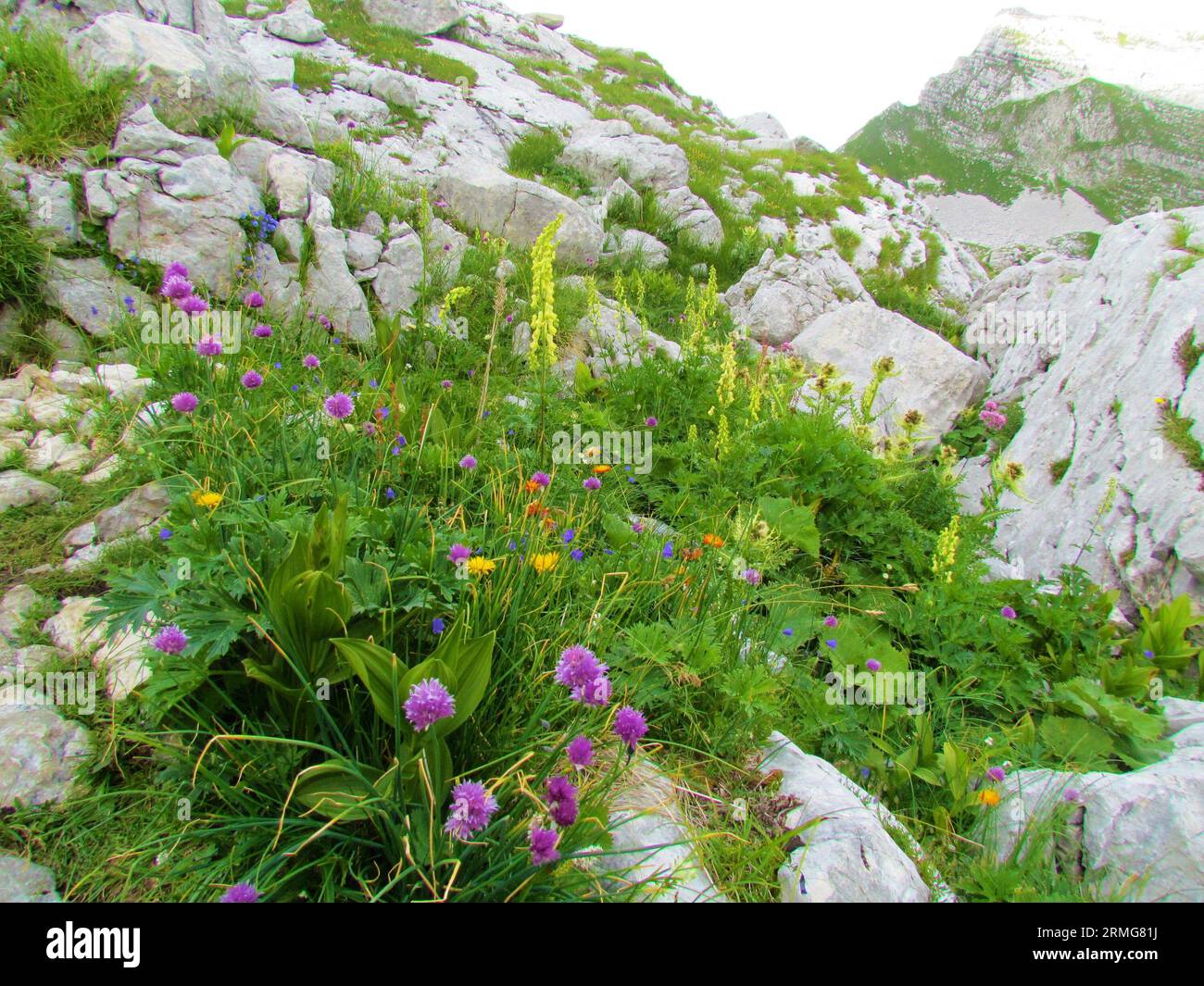 Jardin sauvage alpin avec Crepis terglouensis orangé, moraillon jaune (Leontodon pyrenaicus), ciboulette rose (Allium schoenoprasum) et banne du loup du nord Banque D'Images