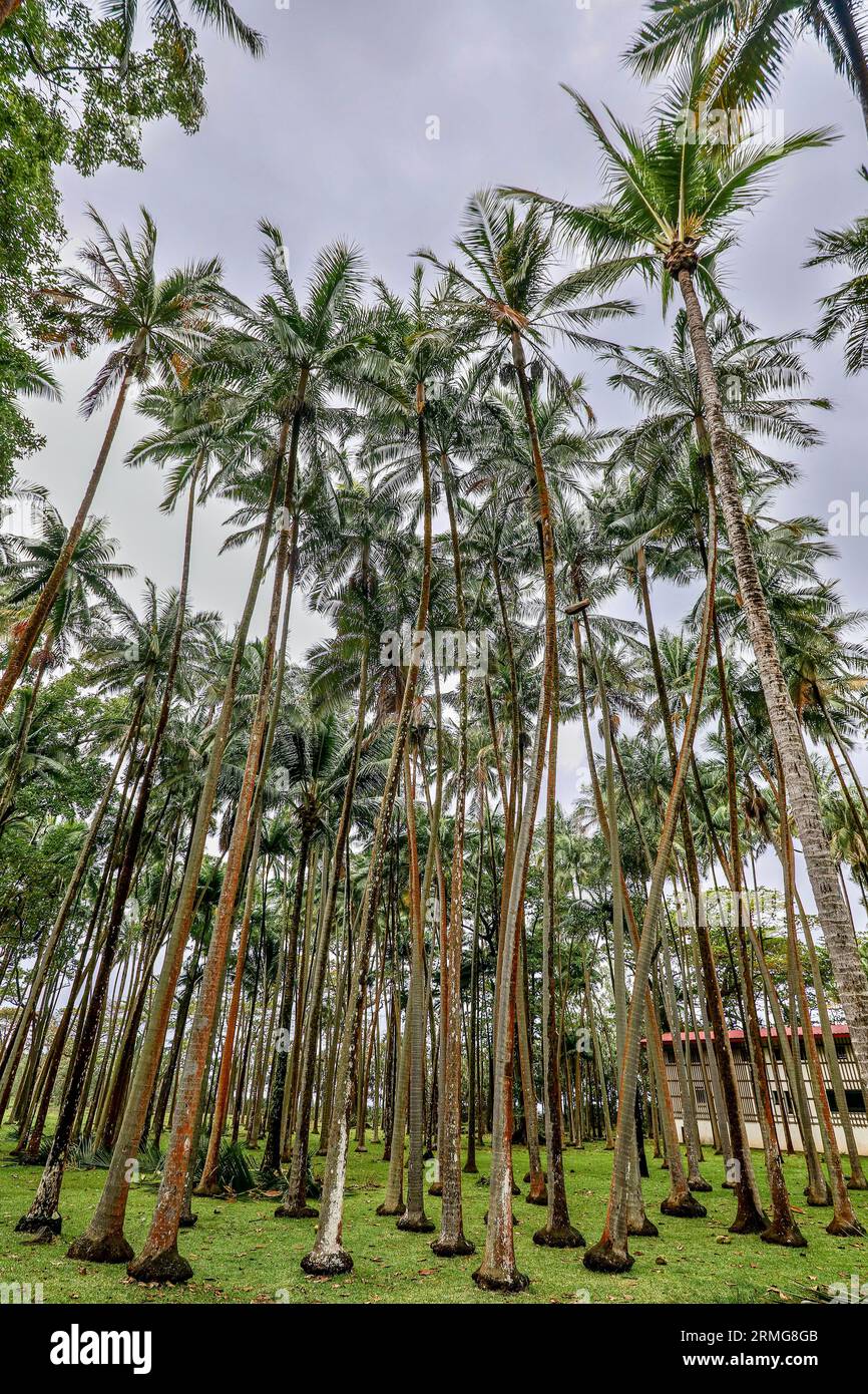 Route du volcan vers Piton de la Fournaise la Réunion Island Banque D'Images