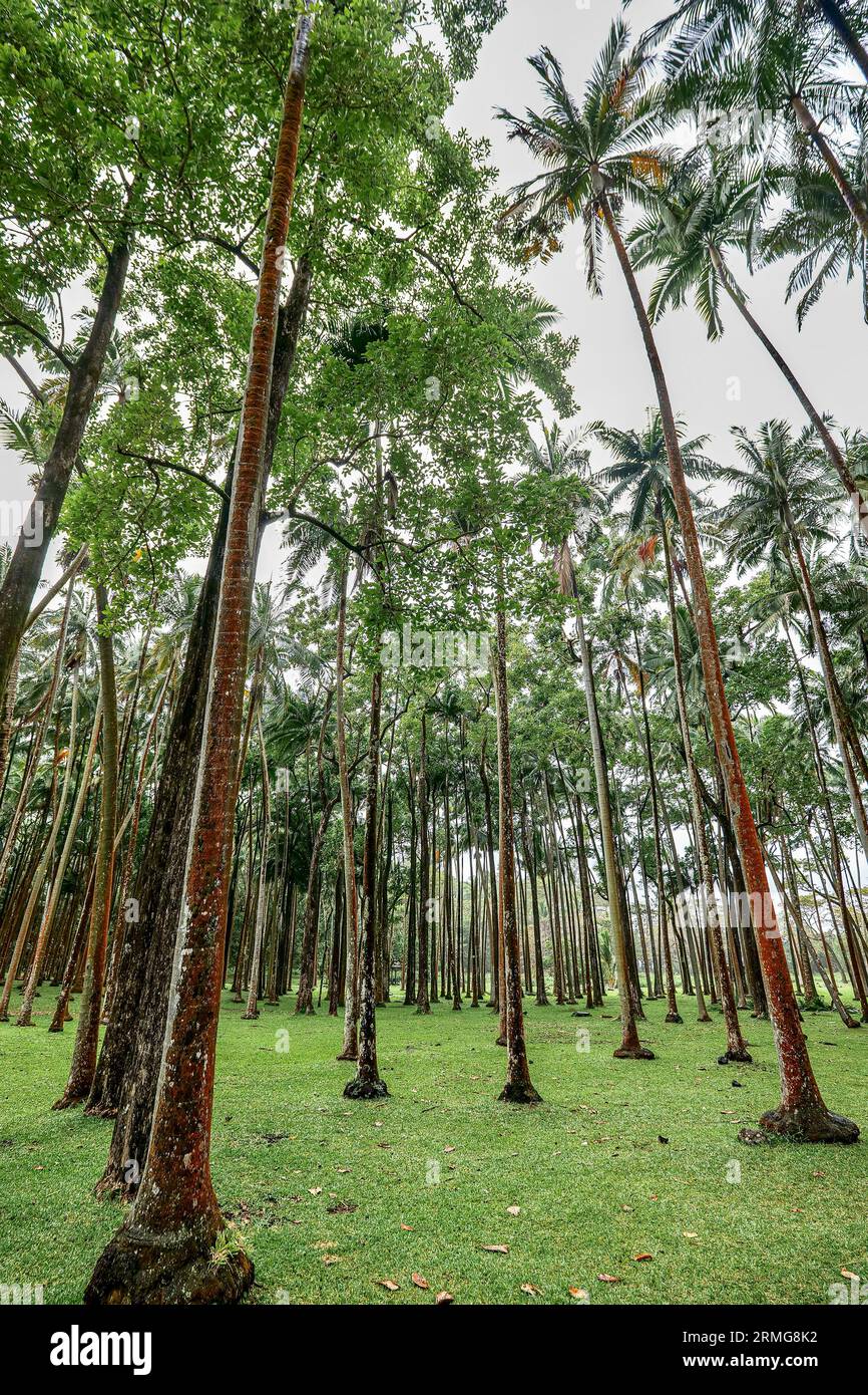 Route du volcan vers Piton de la Fournaise la Réunion Island Banque D'Images