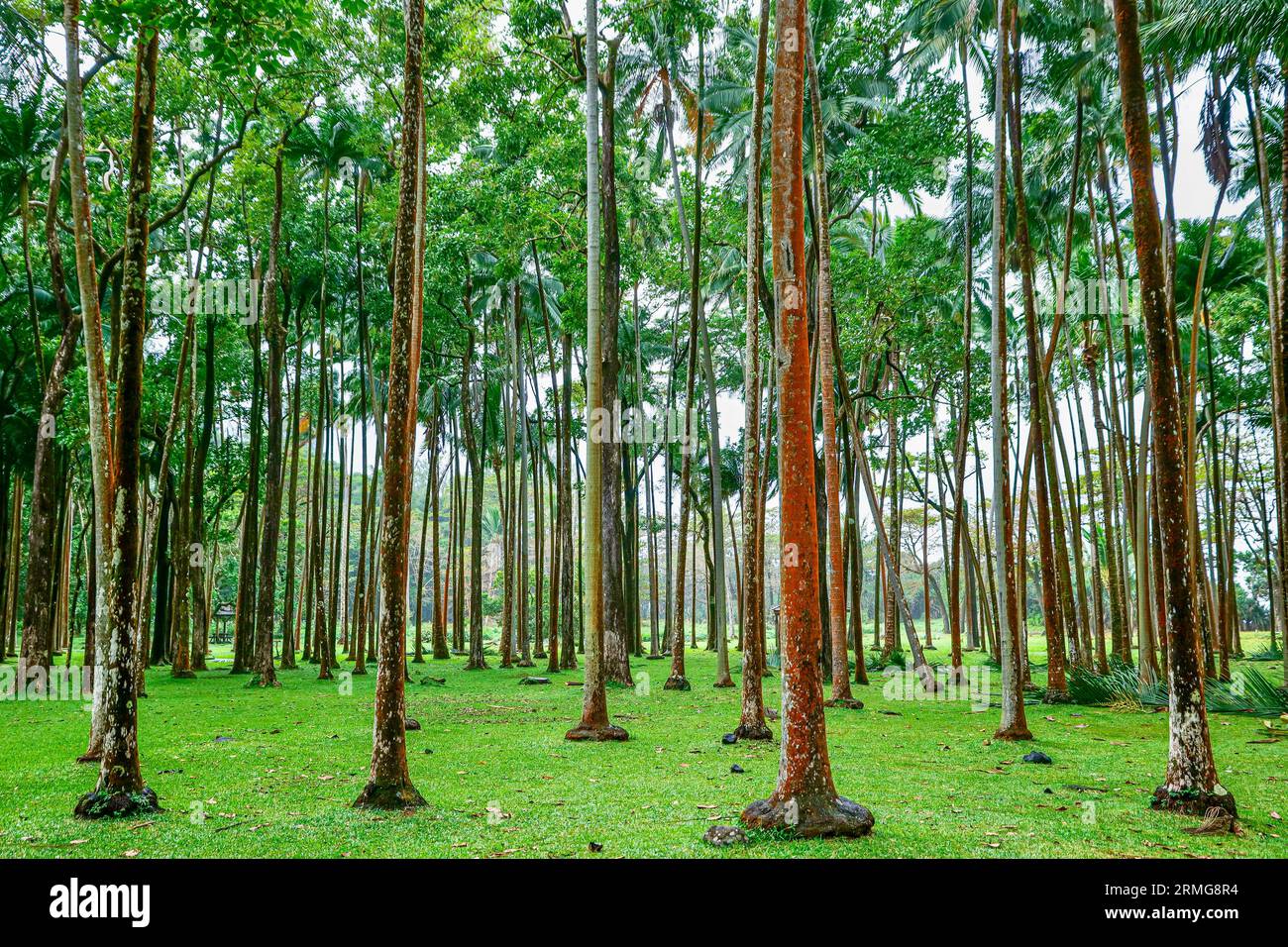 Route du volcan vers Piton de la Fournaise la Réunion Island Banque D'Images