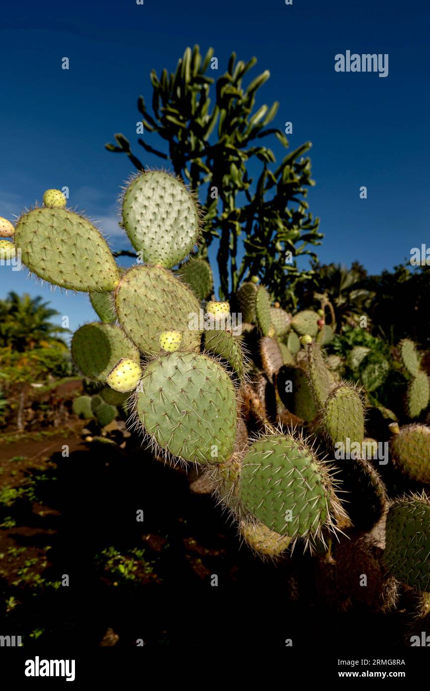 Route du volcan vers Piton de la Fournaise la Réunion Island Banque D'Images