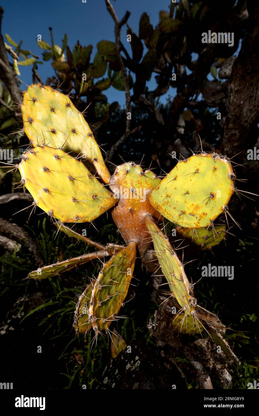 Route du volcan vers Piton de la Fournaise la Réunion Island Banque D'Images