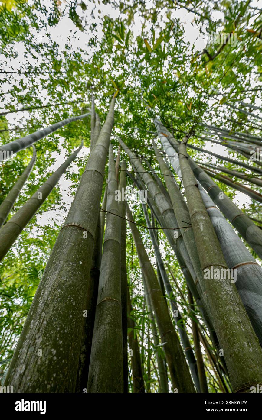 Route du volcan vers Piton de la Fournaise la Réunion Island Banque D'Images