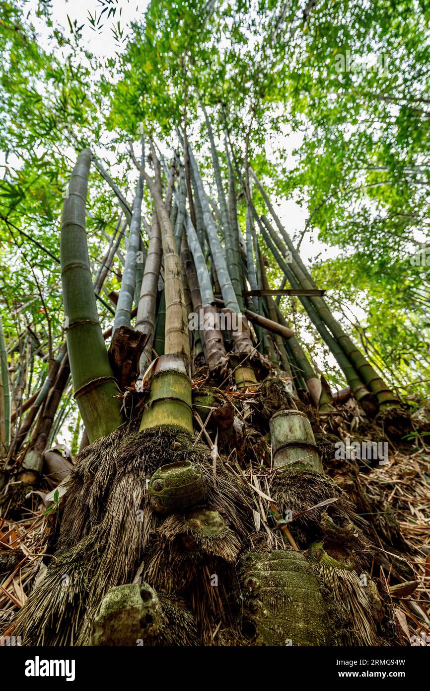 Route du volcan vers Piton de la Fournaise la Réunion Island Banque D'Images