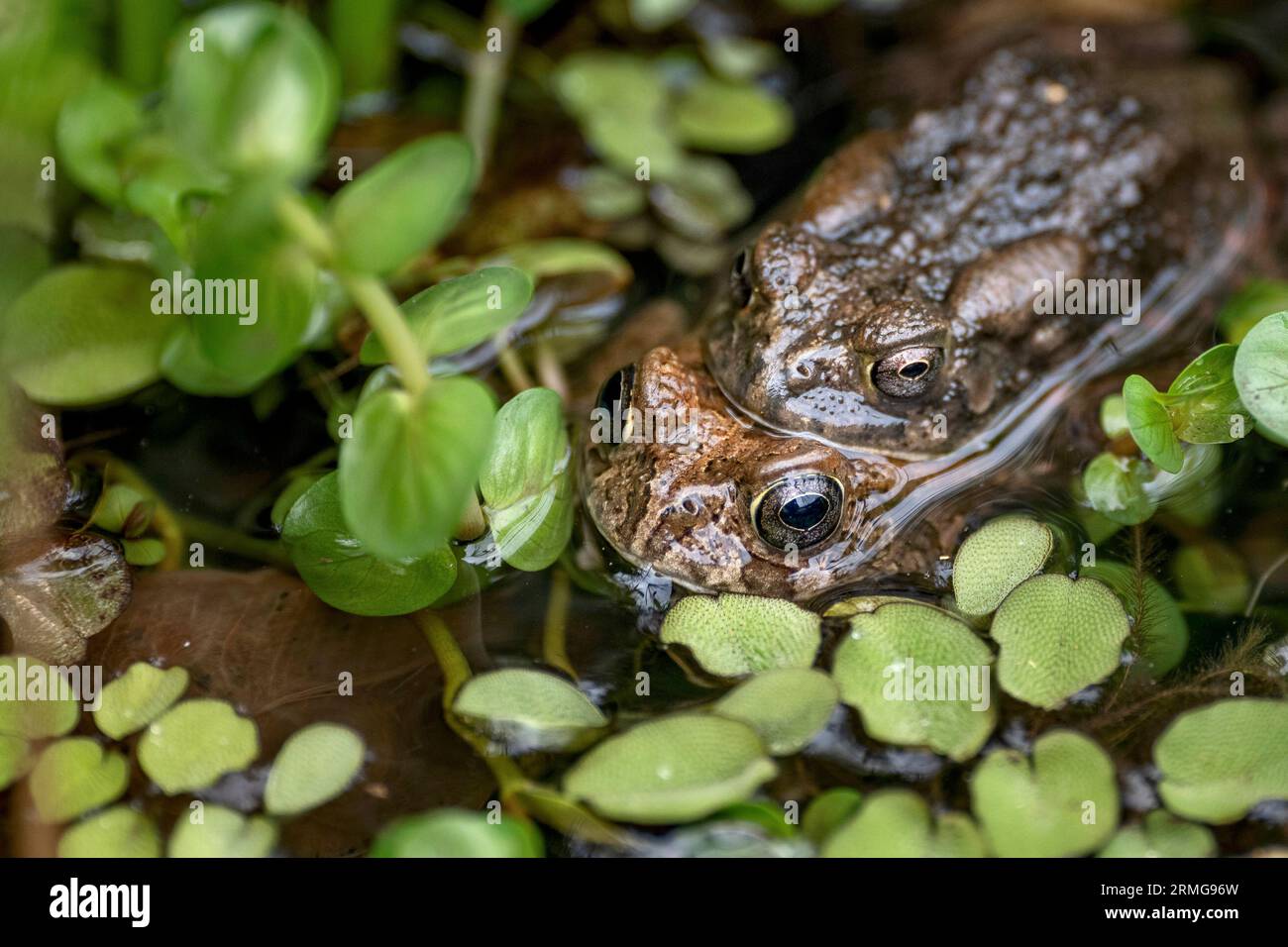 Route du volcan vers Piton de la Fournaise la Réunion Island Banque D'Images