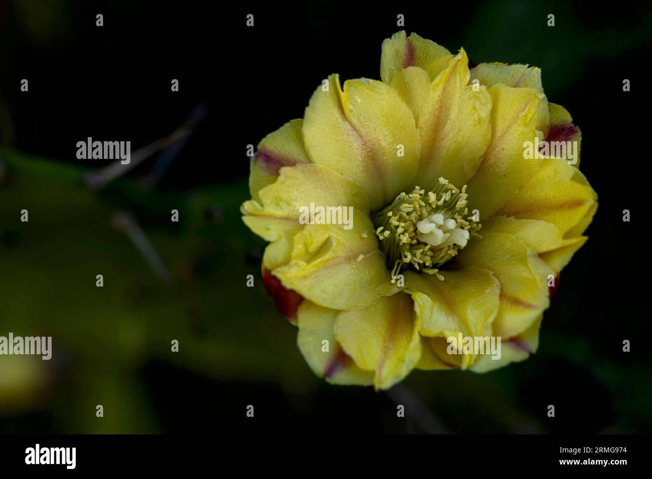 Route du volcan vers Piton de la Fournaise la Réunion Island Banque D'Images