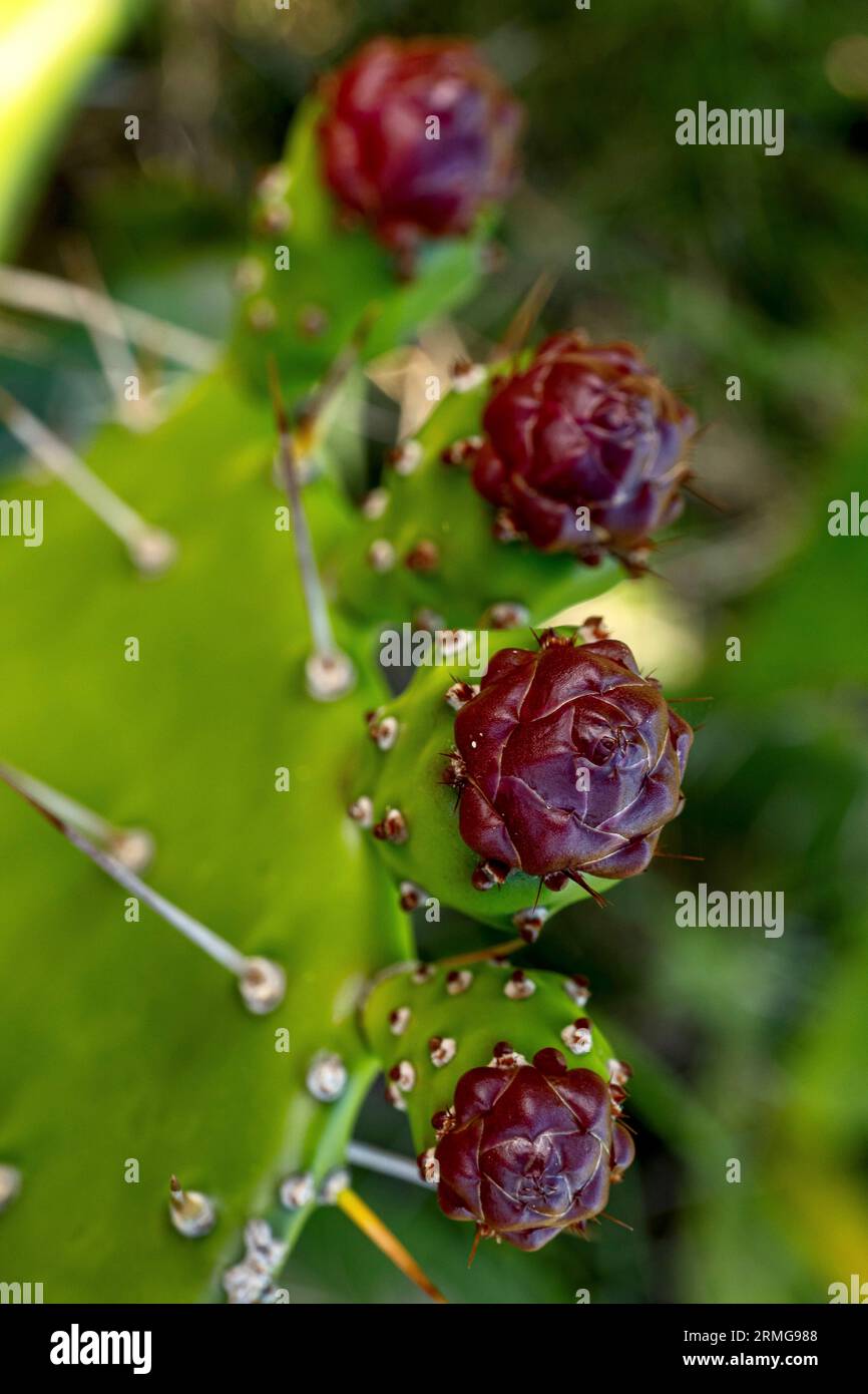 Biodiversité des jardins botaniques de la Réunion Océan Indien Banque D'Images