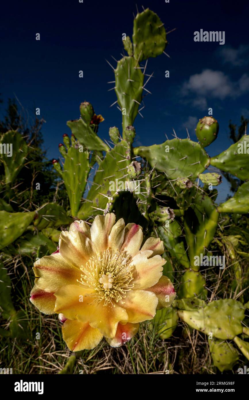 Biodiversité des jardins botaniques de la Réunion Océan Indien Banque D'Images