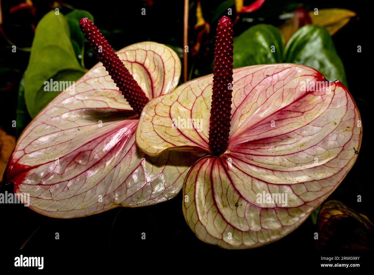 Biodiversité des jardins botaniques de la Réunion Océan Indien Banque D'Images