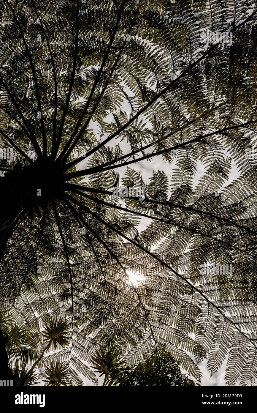Biodiversité des jardins botaniques de la Réunion Océan Indien Banque D'Images
