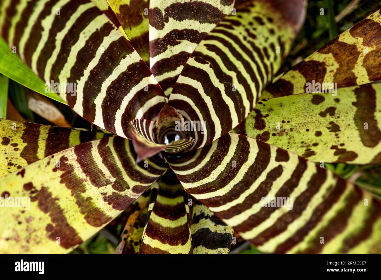 Biodiversité des jardins botaniques de la Réunion Océan Indien Banque D'Images