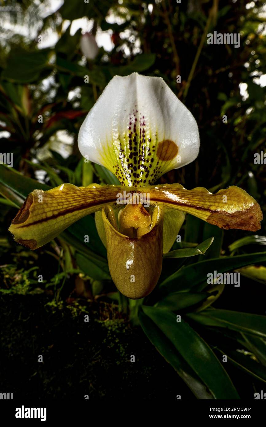 Biodiversité des jardins botaniques de la Réunion Océan Indien Banque D'Images