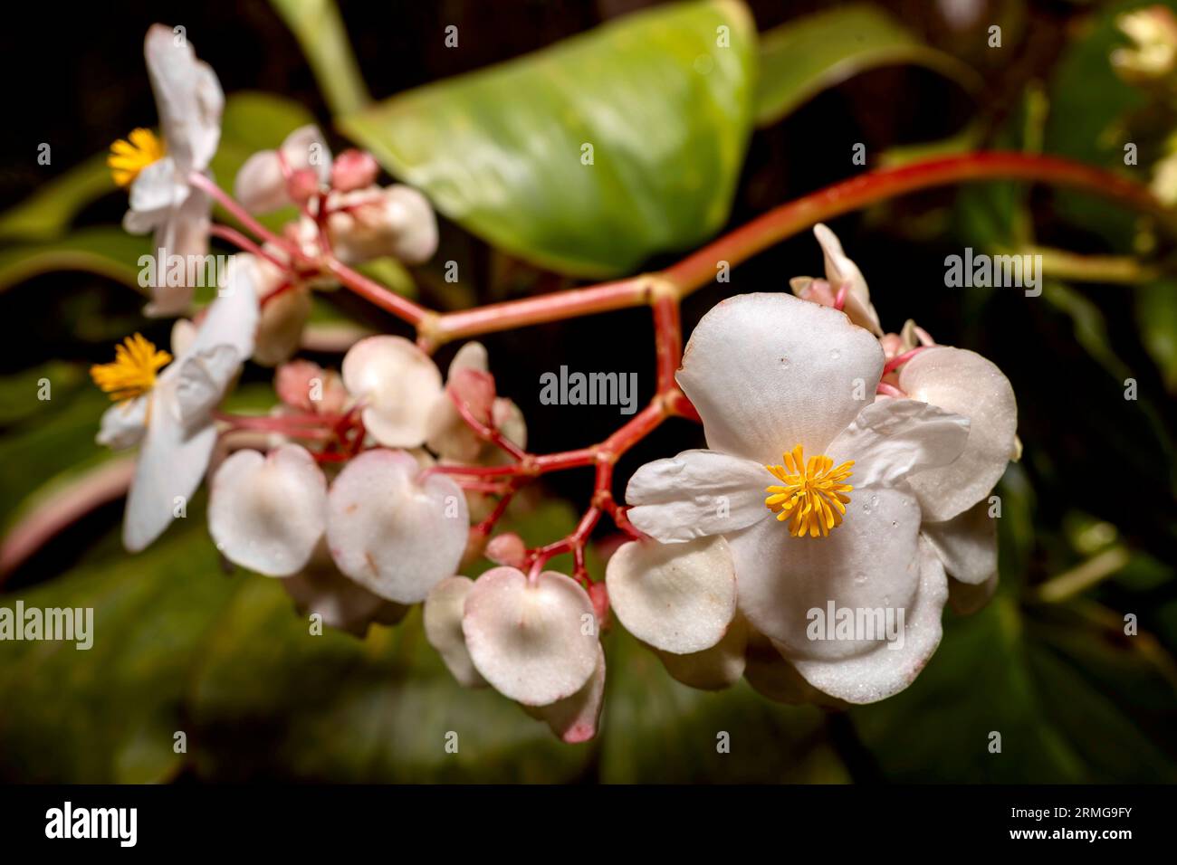 Biodiversité des jardins botaniques de la Réunion Océan Indien Banque D'Images